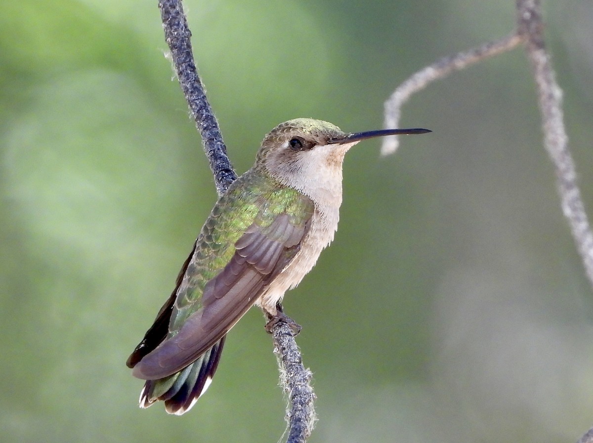 Black-chinned Hummingbird - ML620748630