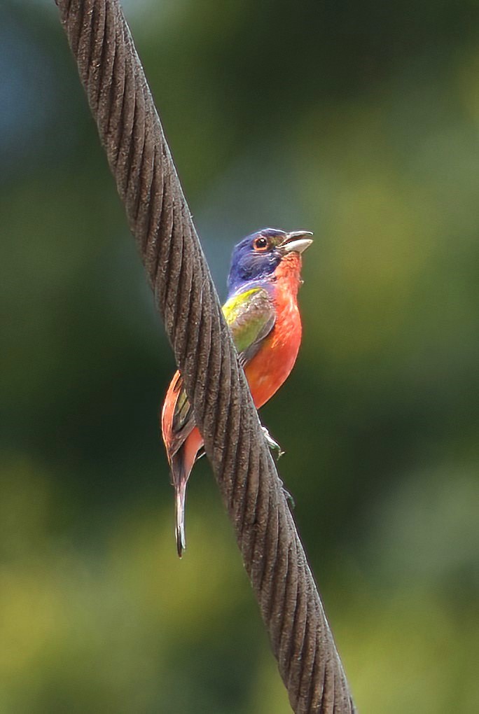 Painted Bunting - ML620748631