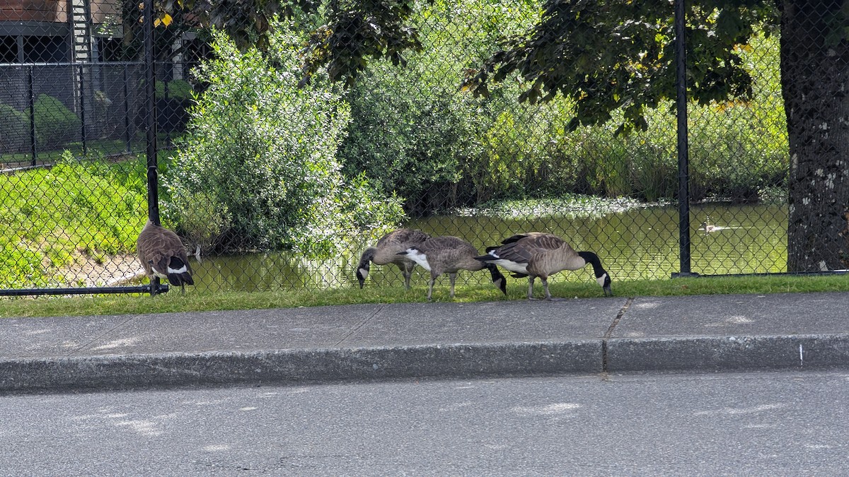 Canada Goose - ML620748632