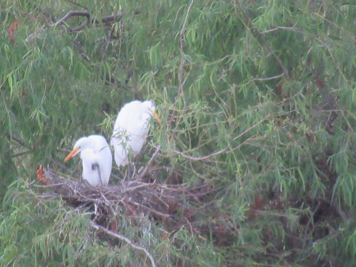 Great Egret - ML620748635