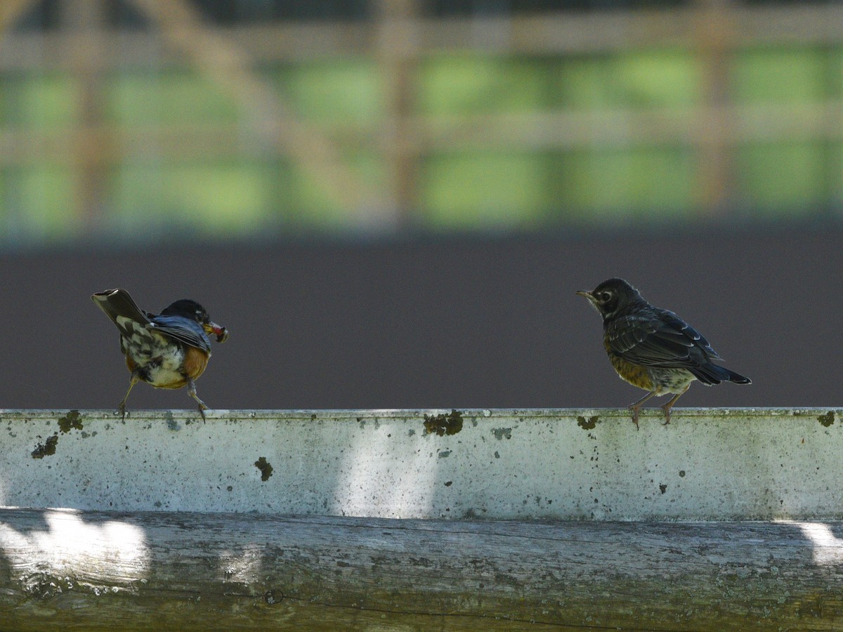 American Robin - ML620748638