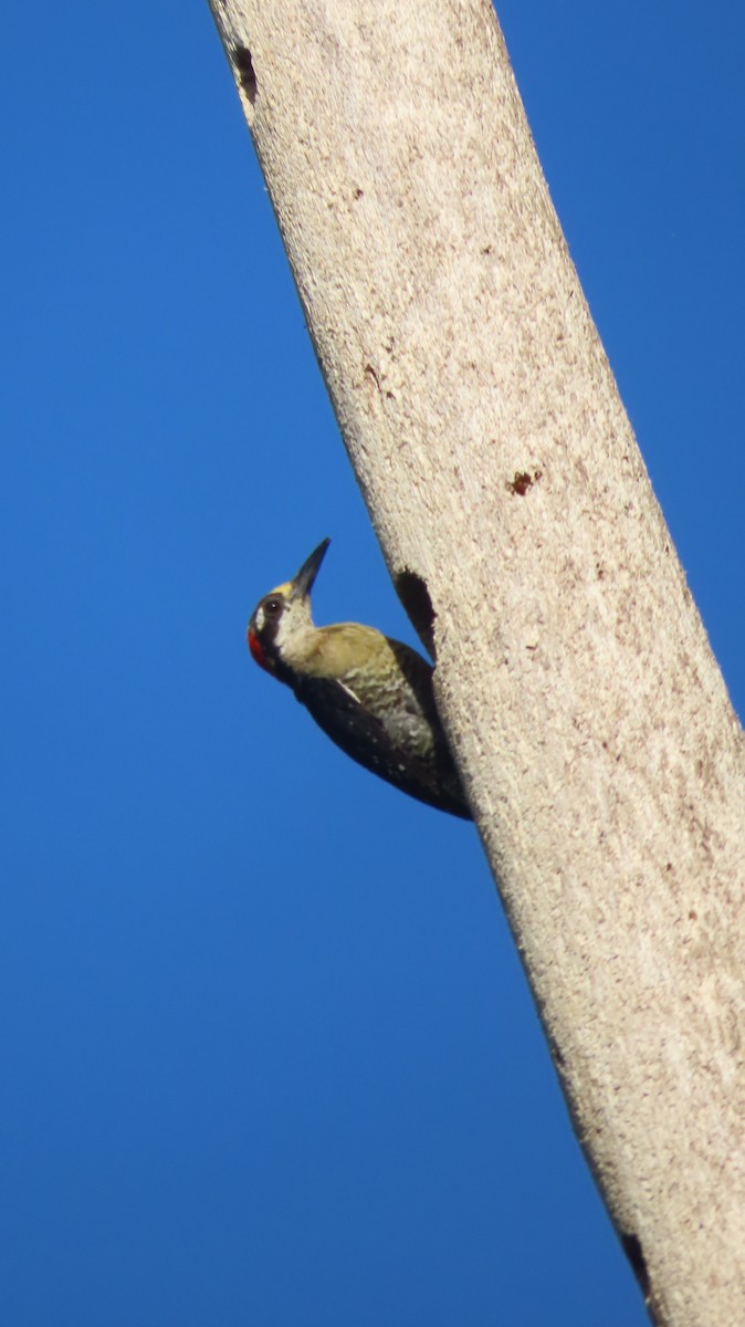 Black-cheeked Woodpecker - ML620748647