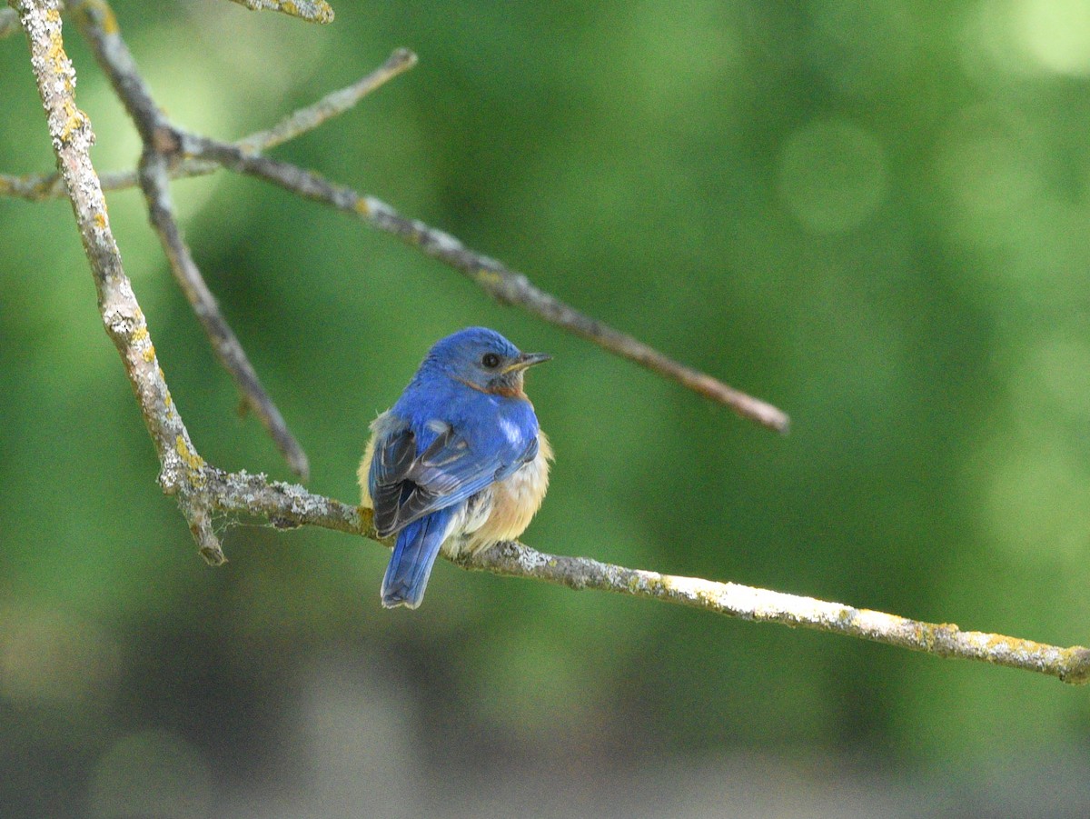 Eastern Bluebird - ML620748649