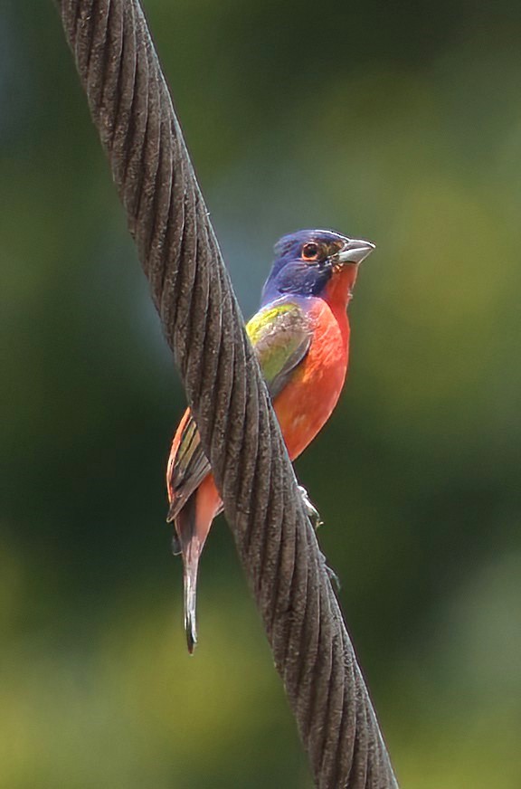 Painted Bunting - ML620748650