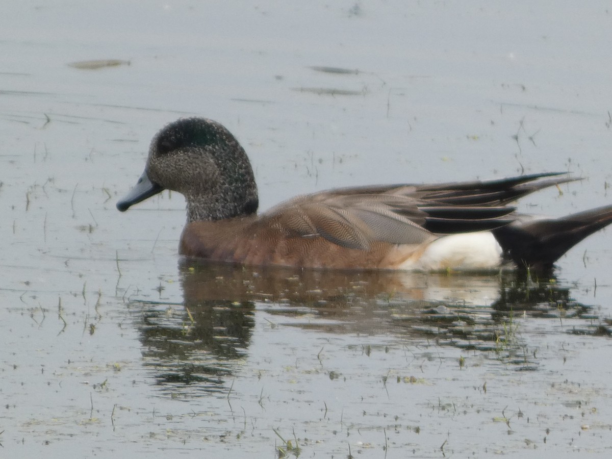 American Wigeon - ML620748658