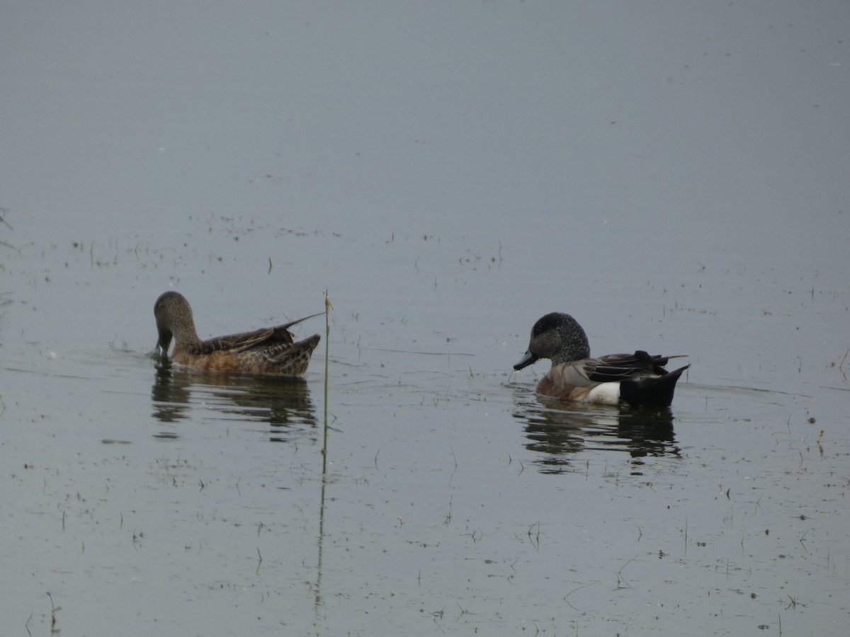 American Wigeon - ML620748659