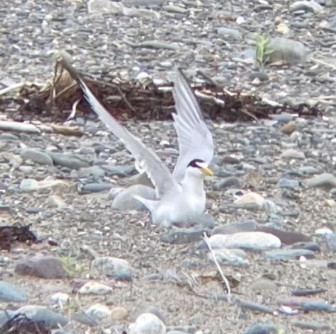 Least Tern - ML620748676