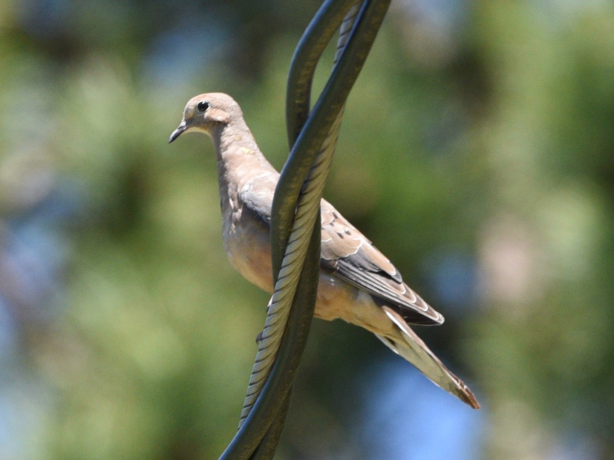 Mourning Dove - Wendy Hill