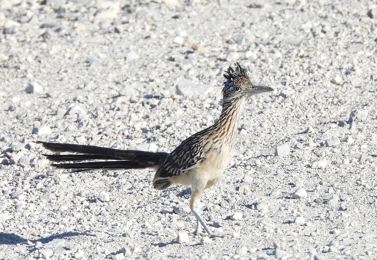 Greater Roadrunner - ML620748685