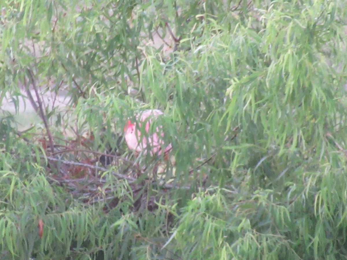 Roseate Spoonbill - ML620748695