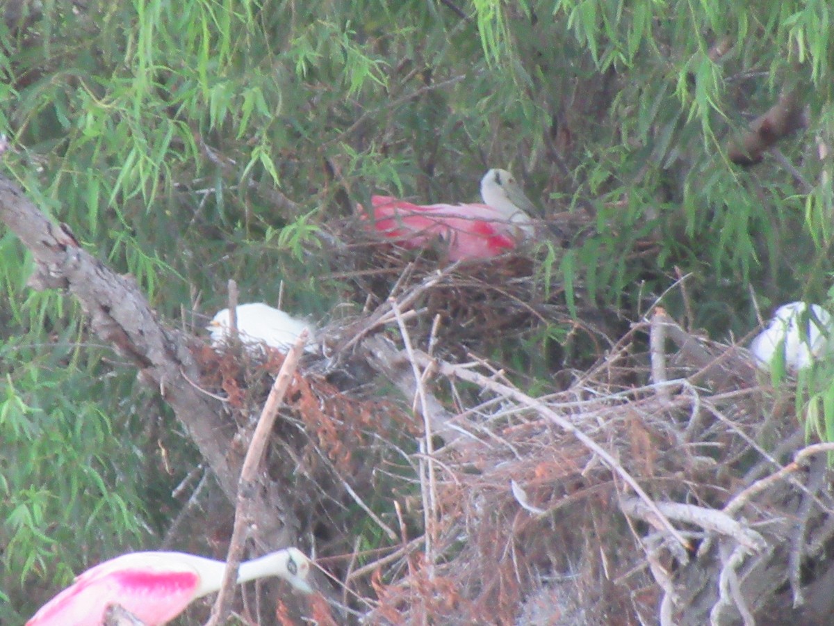 Roseate Spoonbill - ML620748700