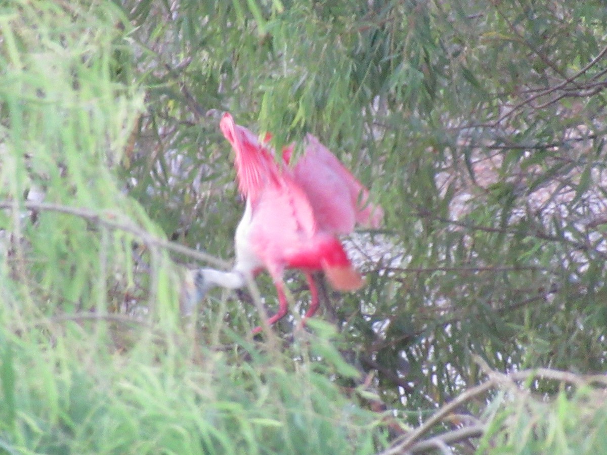 Roseate Spoonbill - ML620748701