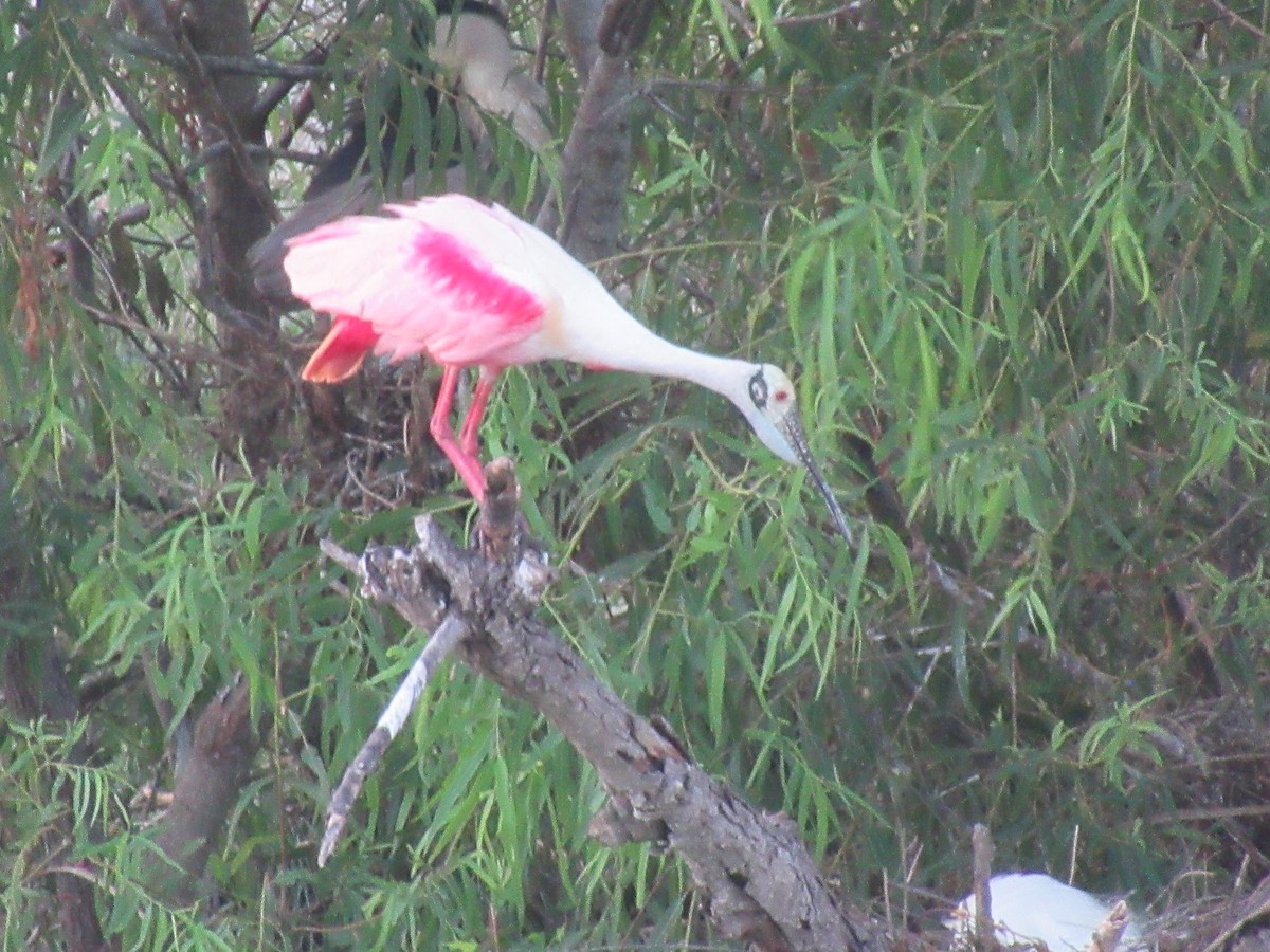 Roseate Spoonbill - ML620748703