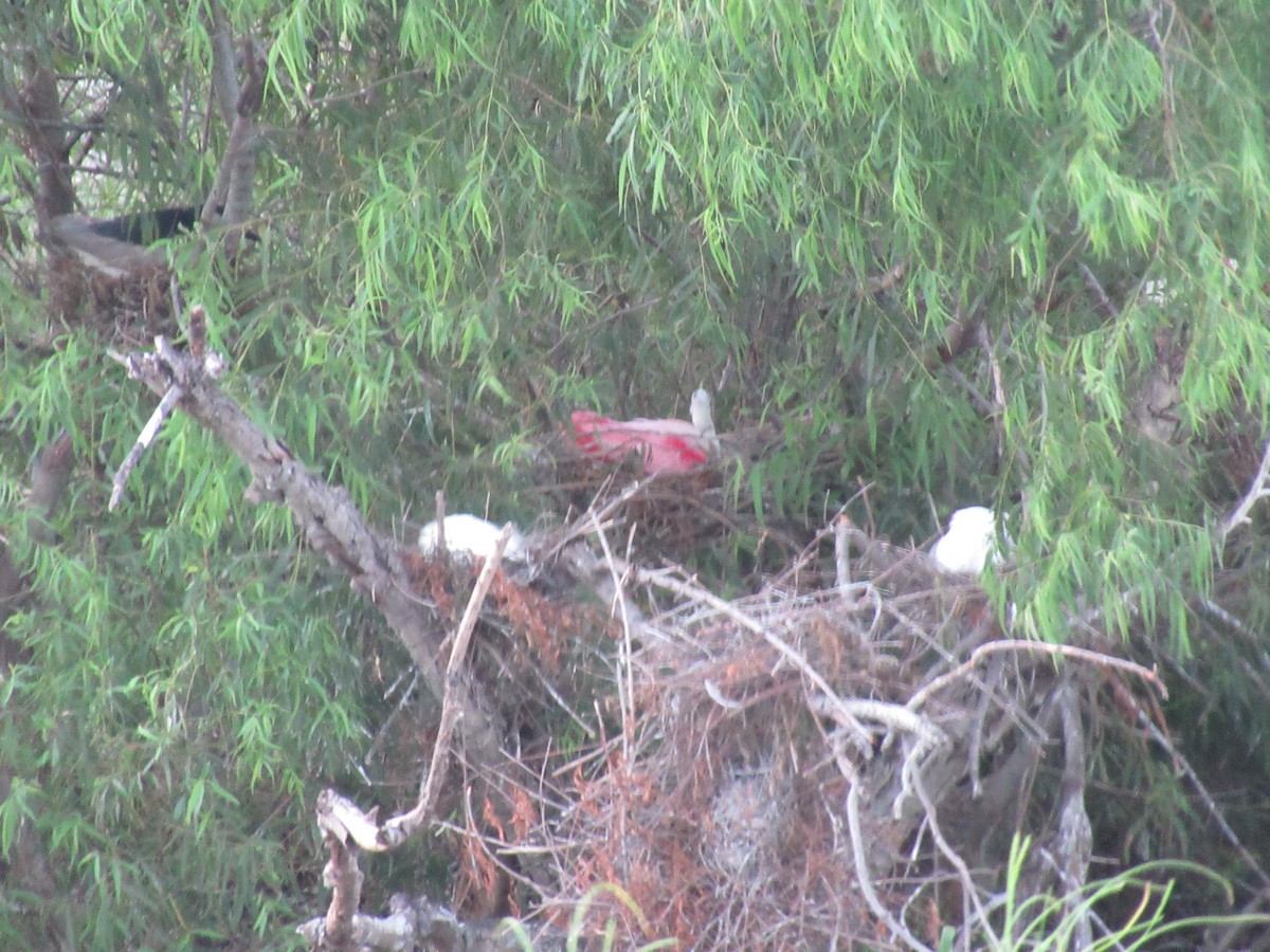 Roseate Spoonbill - ML620748711