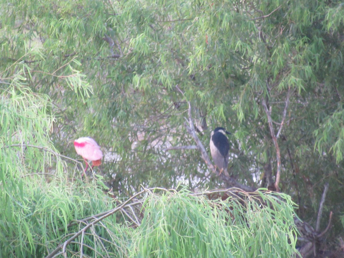 Roseate Spoonbill - ML620748712