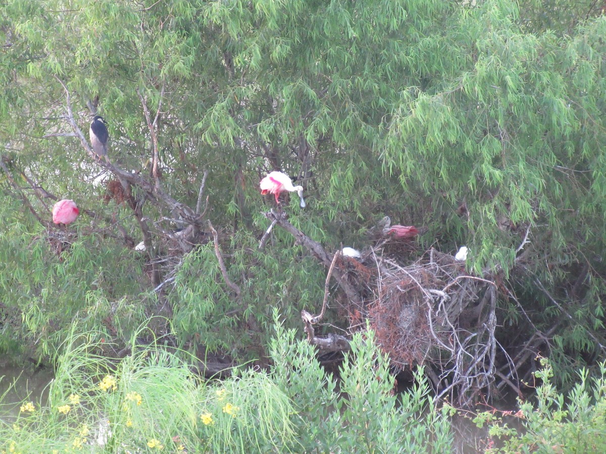 Roseate Spoonbill - ML620748713