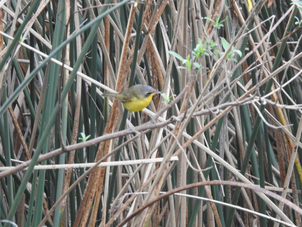 Southern Yellowthroat - ML620748726