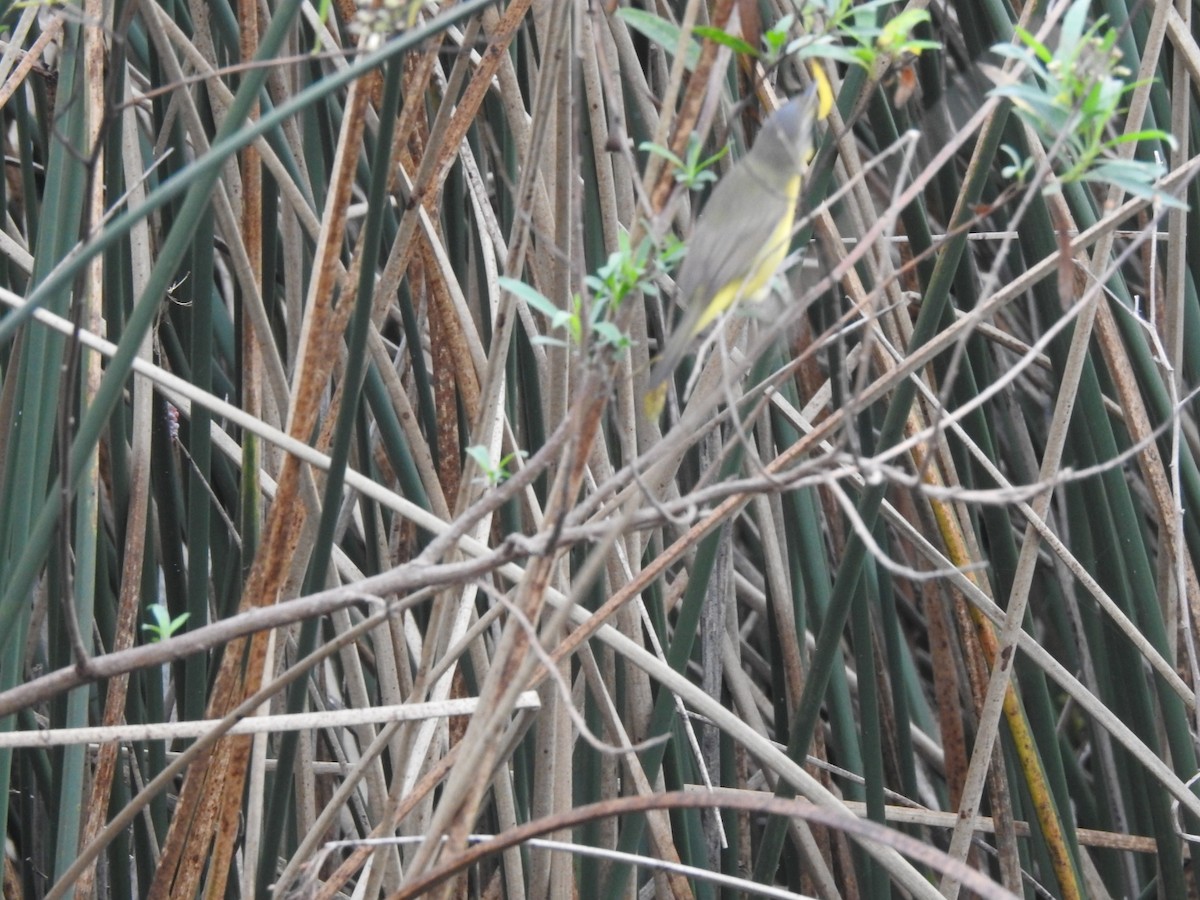 Southern Yellowthroat - Carlos Galvan