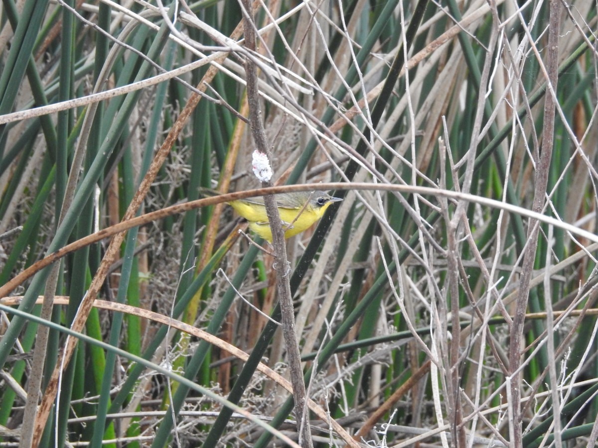 Southern Yellowthroat - ML620748729