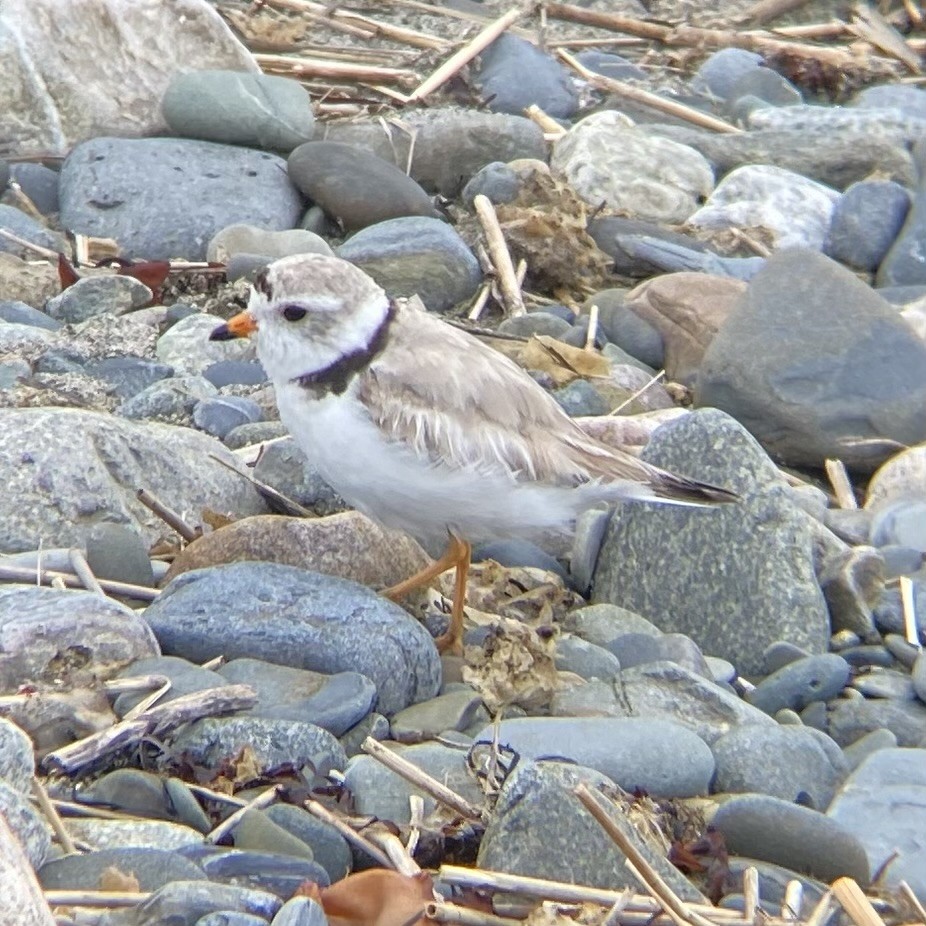 Piping Plover - ML620748731
