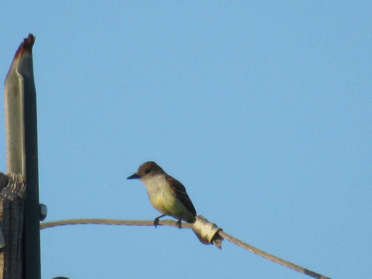 Brown-crested Flycatcher - ML620748735