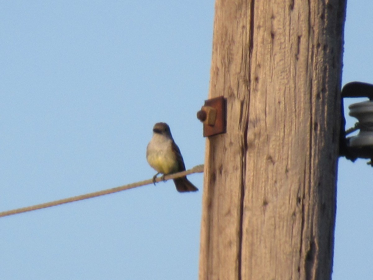 Brown-crested Flycatcher - ML620748736