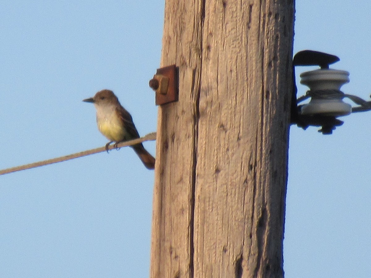 Brown-crested Flycatcher - ML620748737