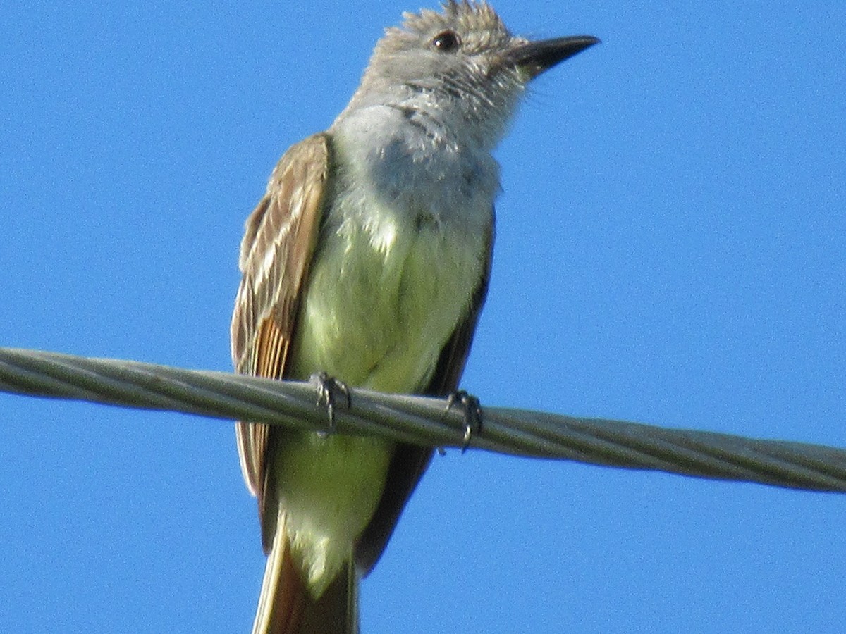 Brown-crested Flycatcher - ML620748739