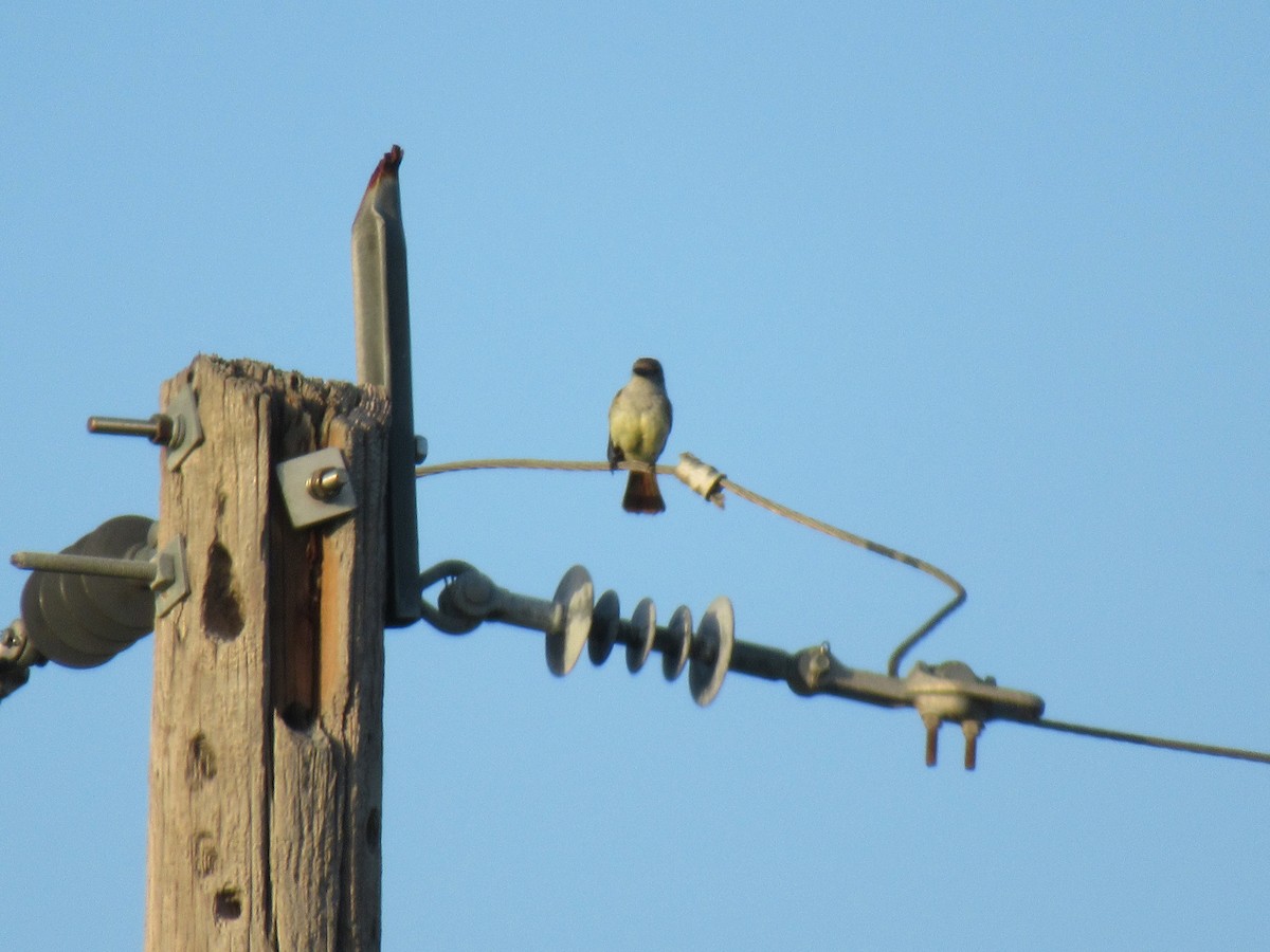 Brown-crested Flycatcher - Cristina Armas