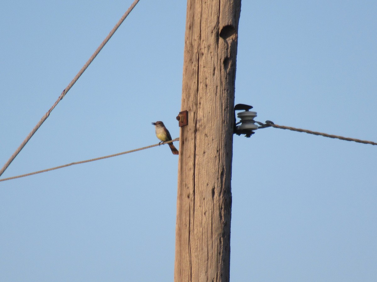 Brown-crested Flycatcher - Cristina Armas