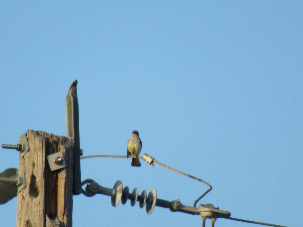 Brown-crested Flycatcher - ML620748742