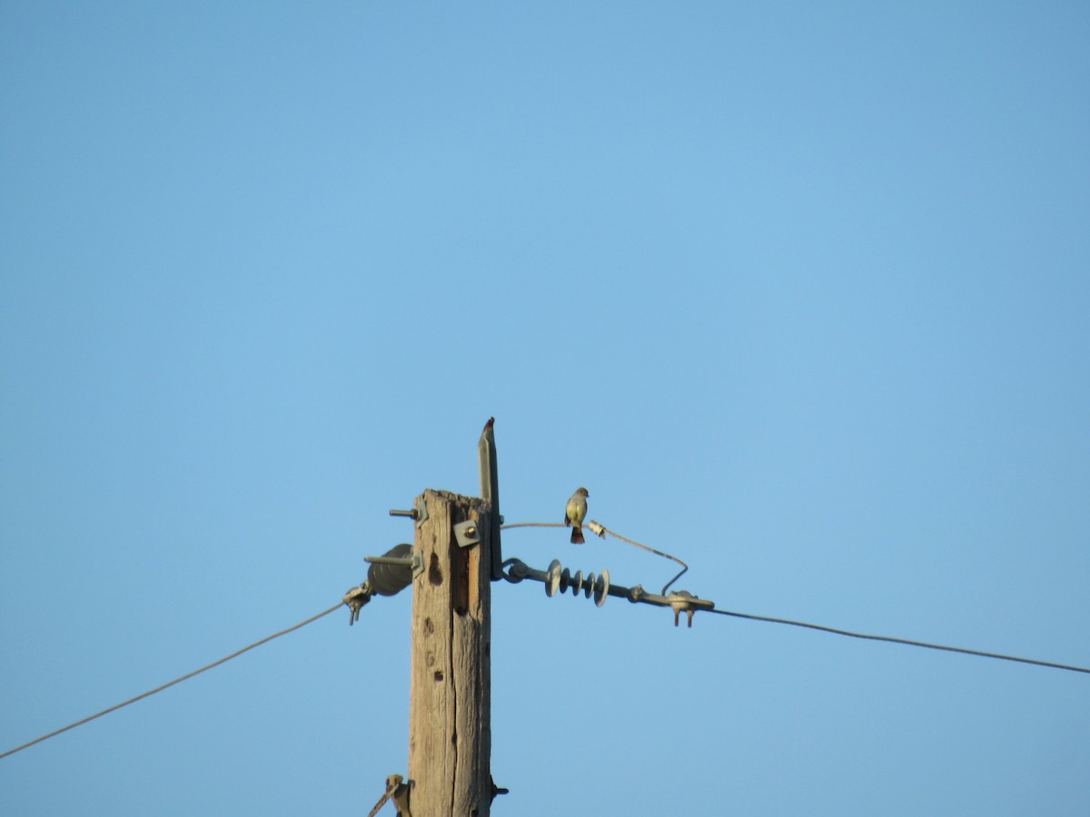 Brown-crested Flycatcher - ML620748743