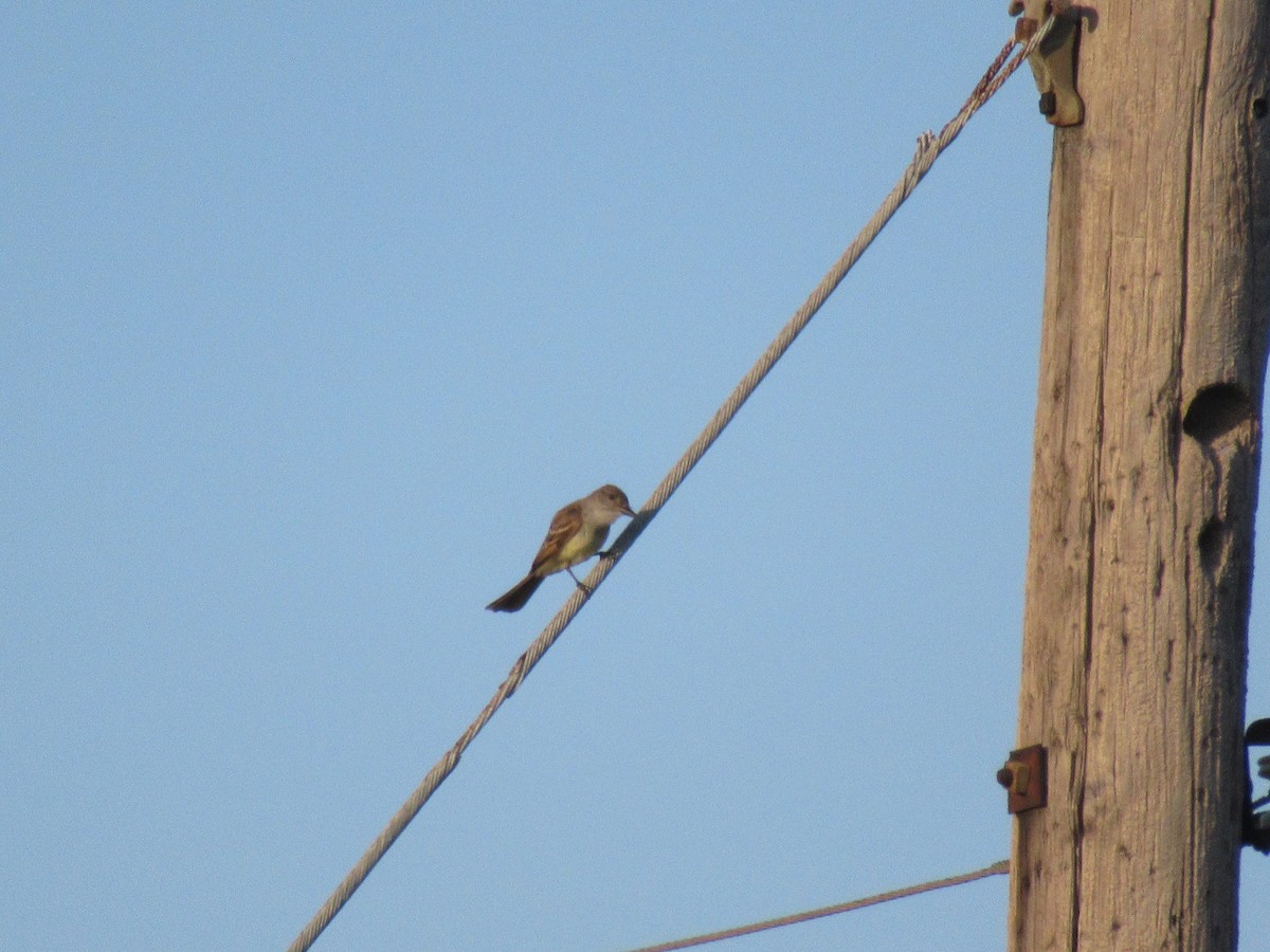 Brown-crested Flycatcher - ML620748744