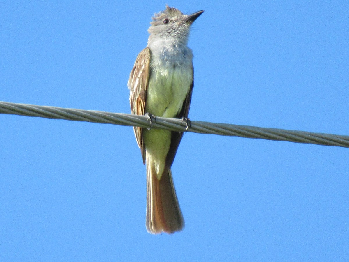 Brown-crested Flycatcher - ML620748745