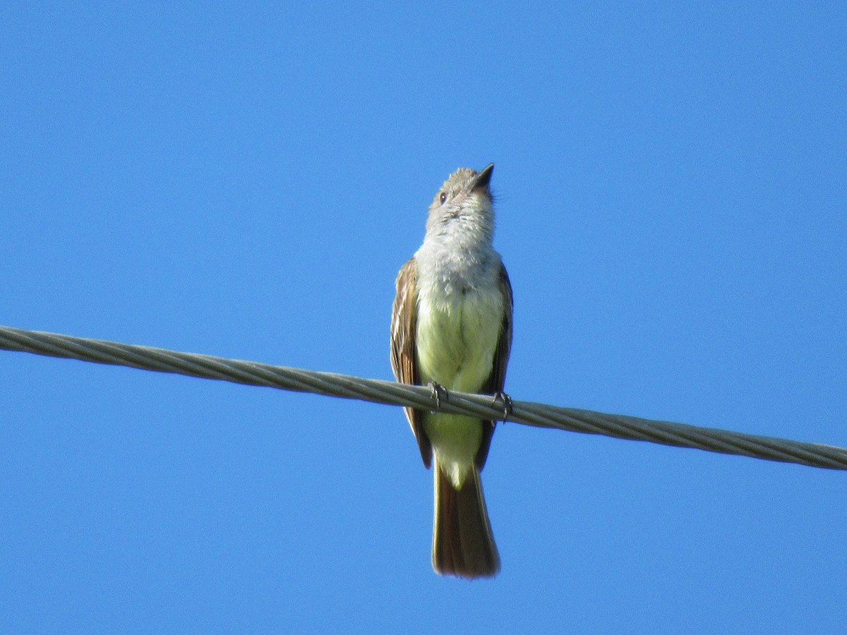 Brown-crested Flycatcher - ML620748746