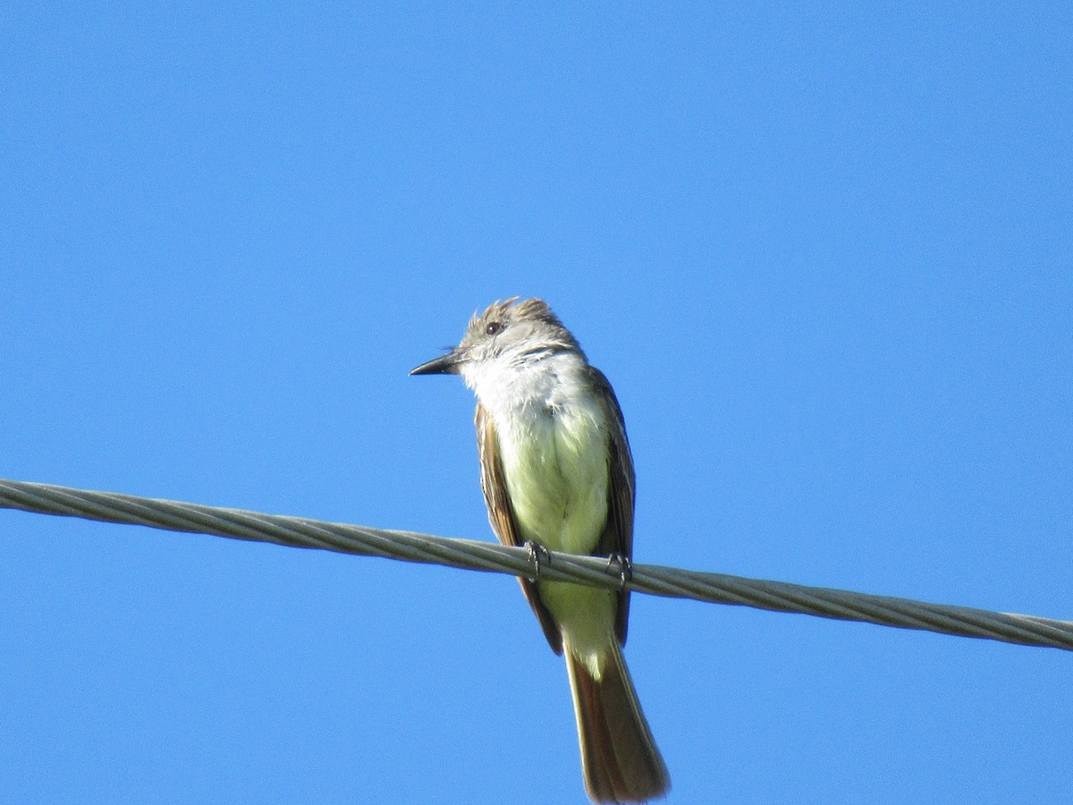 Brown-crested Flycatcher - ML620748747