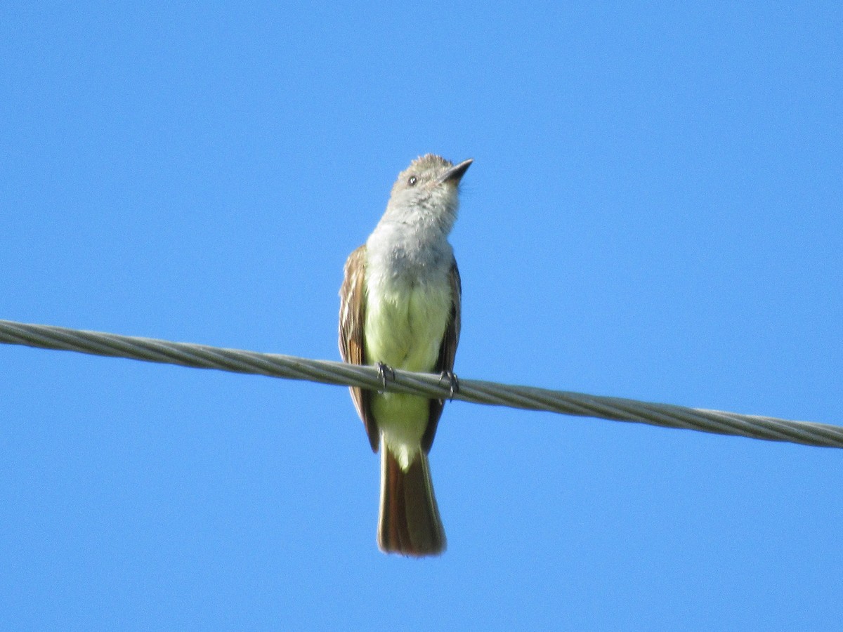 Brown-crested Flycatcher - ML620748748