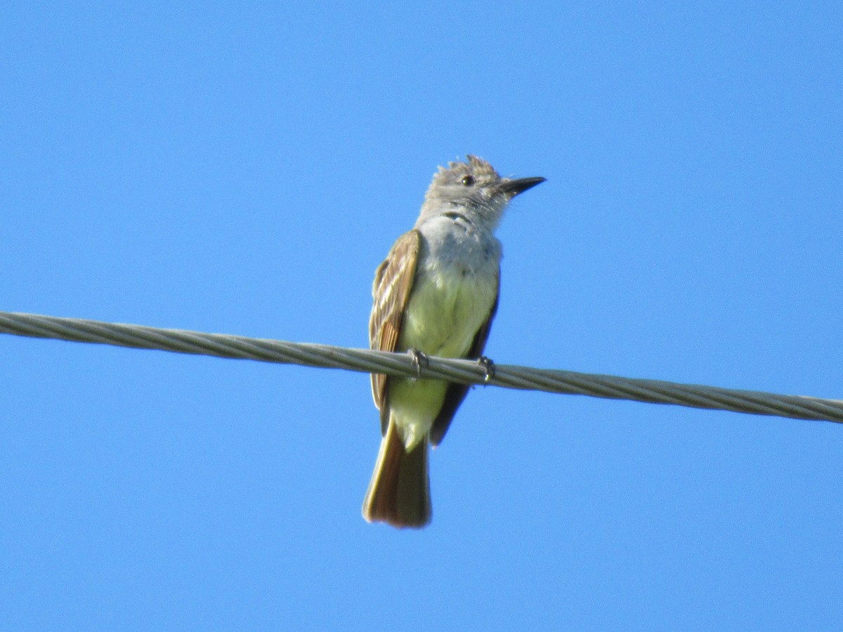 Brown-crested Flycatcher - ML620748749