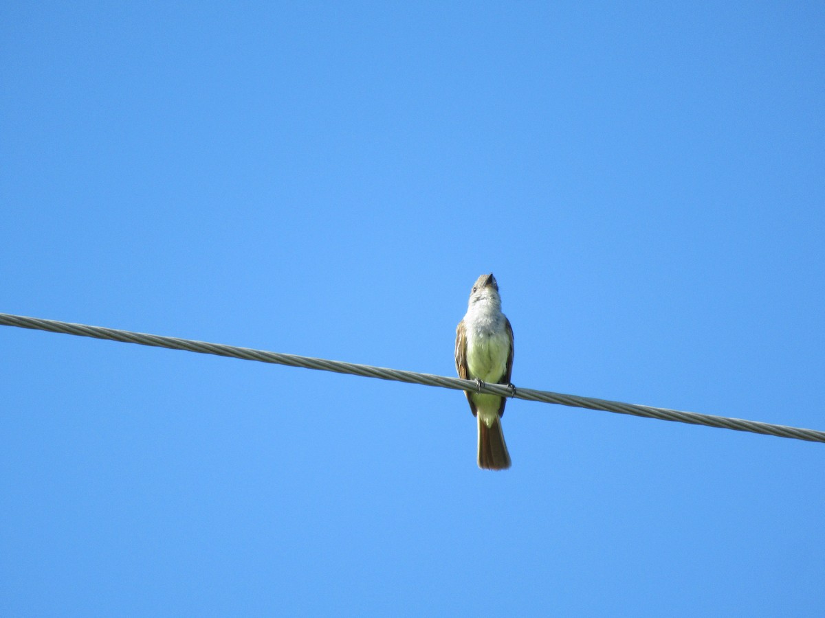 Brown-crested Flycatcher - ML620748750