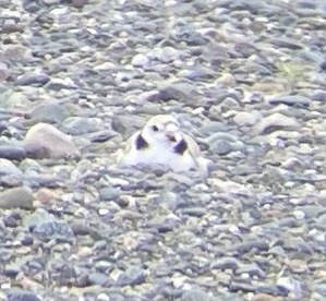 Piping Plover - ML620748751