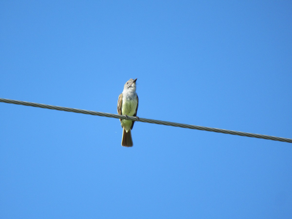 Brown-crested Flycatcher - Cristina Armas