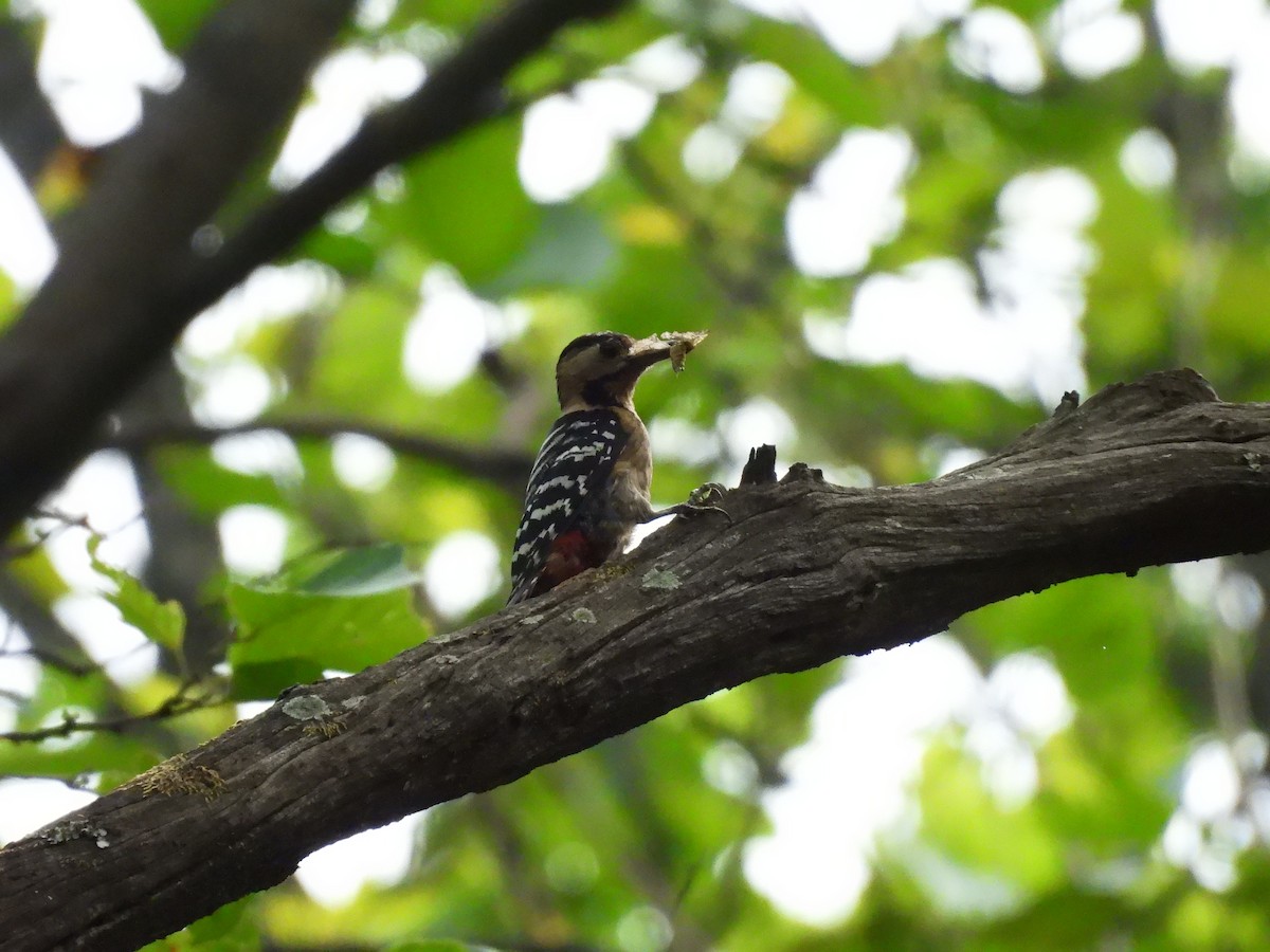 Gray-capped Pygmy Woodpecker - ML620748759