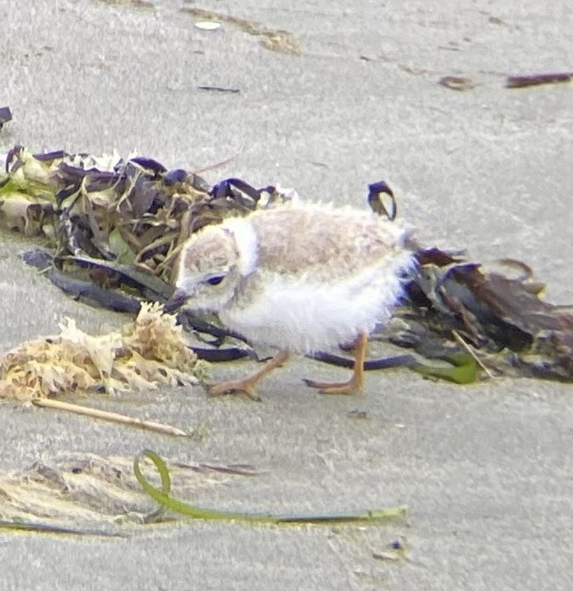 Piping Plover - ML620748766