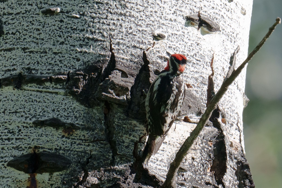 Red-naped Sapsucker - ML620748767