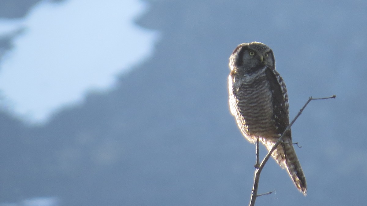 Northern Hawk Owl - ML620748769