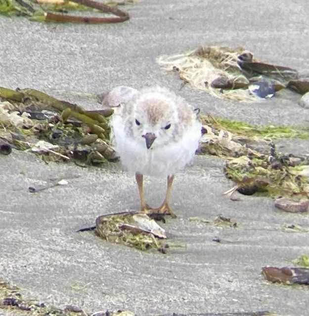 Piping Plover - ML620748770
