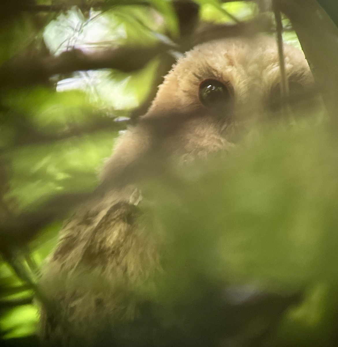 Mottled Owl - Karma Tsering