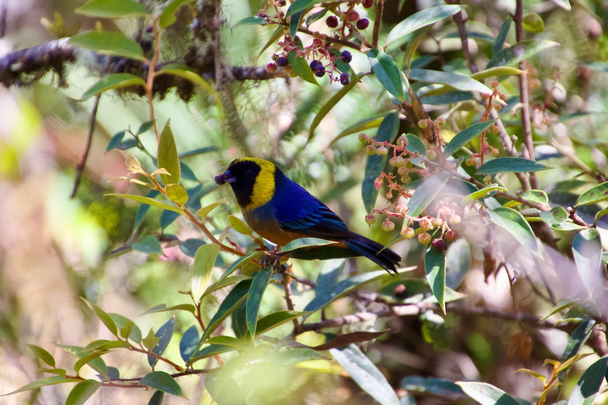 Golden-collared Tanager - ML620748775