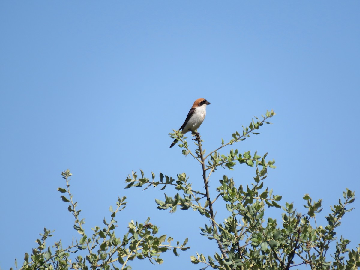 Woodchat Shrike - ML620748777