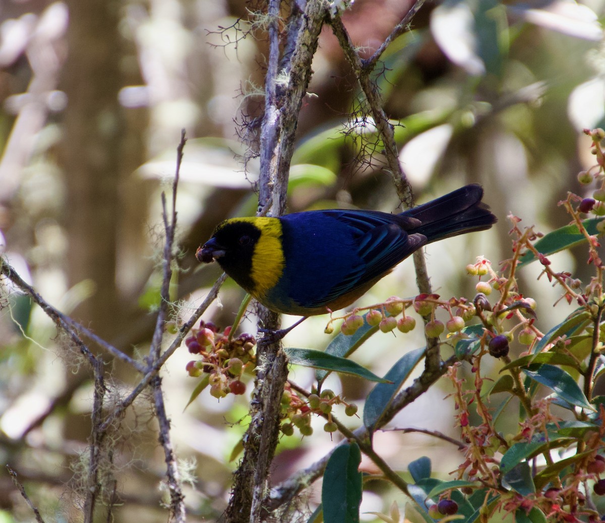 Golden-collared Tanager - ML620748779